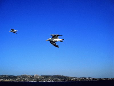 Gaviotas volando sobre el Mar Egeo.