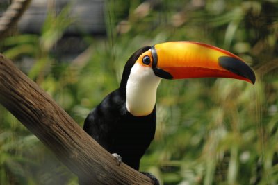 Tucano toco