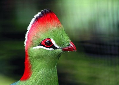 Turaco cresta rossa