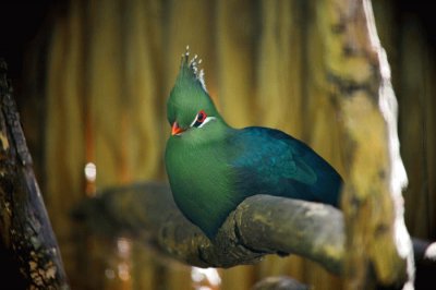 Turaco verde