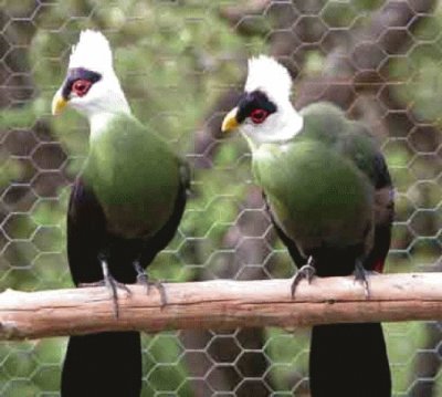 Turaco crestabianca