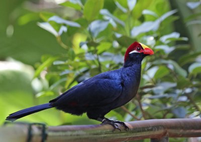 Turaco walpapers