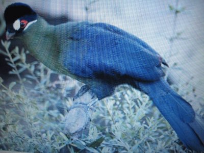 Turaco di Hartlaub