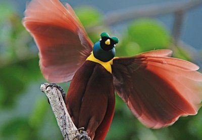 Uccello del paradiso della Nuova Guinea