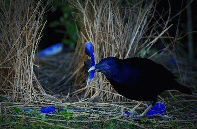 Uccello giardiniere