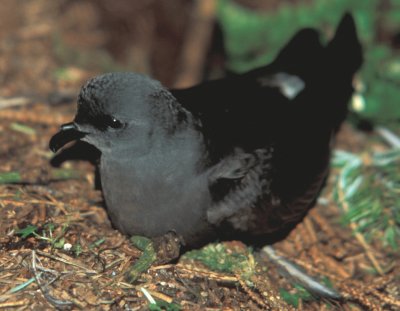 Uccello delle tempeste codaforcuta