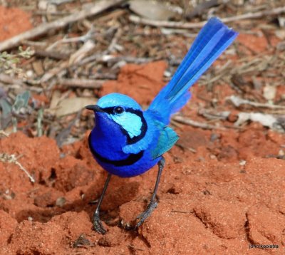 Uccello del fairy wren