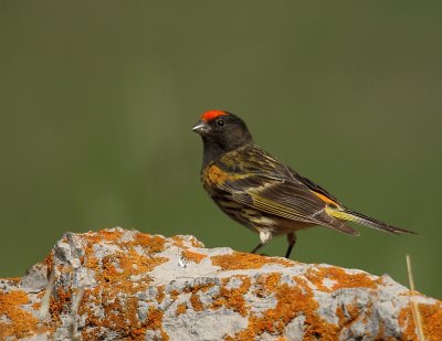 Verzellino fronte rossa