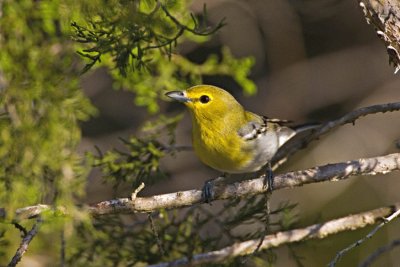 Vireo frontegialla