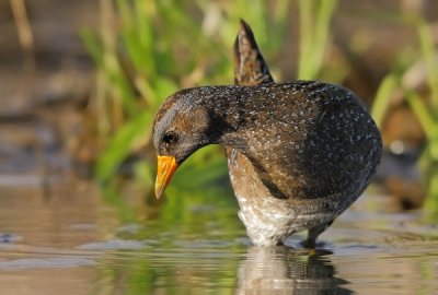 Voltolino striato