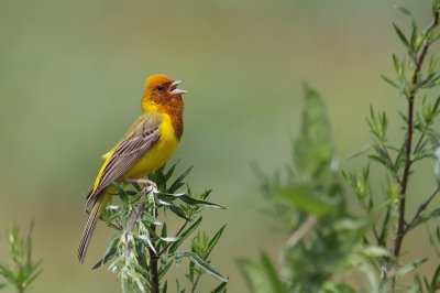 Zigolo testaranciata