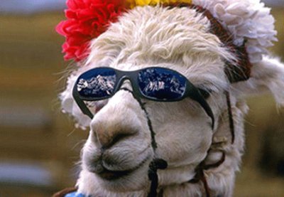 llama chic