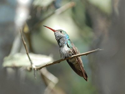 Amazilia dell 'Honduras