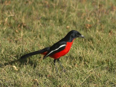 Averla di macchia pettirossa