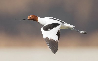 Avocetta collorosso