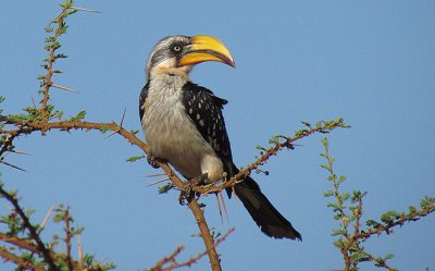 Bucero beccogiallo