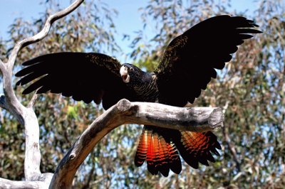 Cacatua nero con codarossa