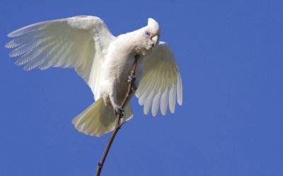 Corella minore