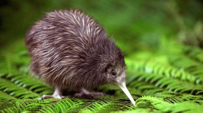 Kiwi