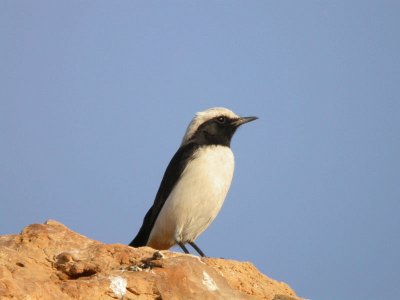 Monachella lamentosa