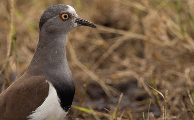 Pavocella del Senegal