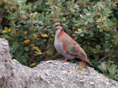 Tortora elegante