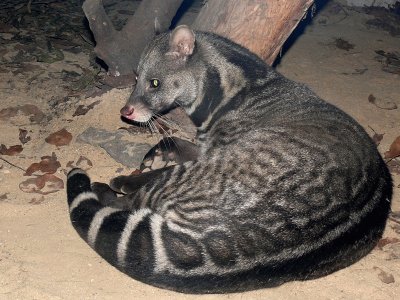 Gatto indigeno