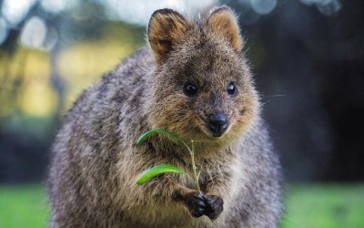 Quokka