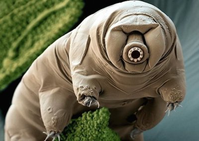 Tardigrade