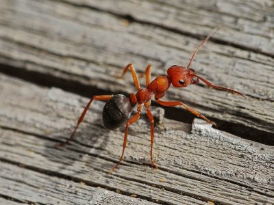 Formica rossa