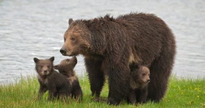 Orso grizzly