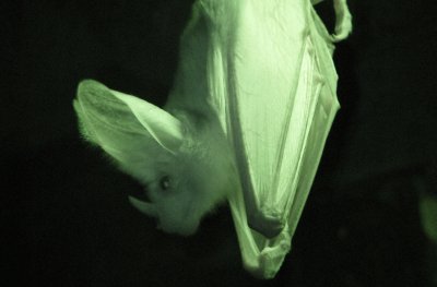 Pipistrello fantasma