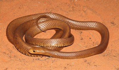 Taipan