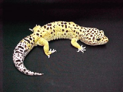 Geco leopardino