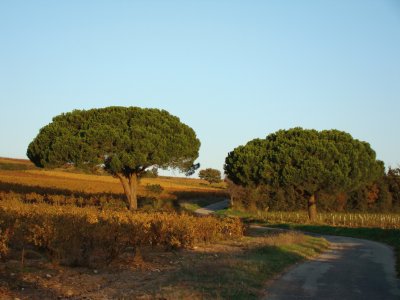 Lirac, Gard, France