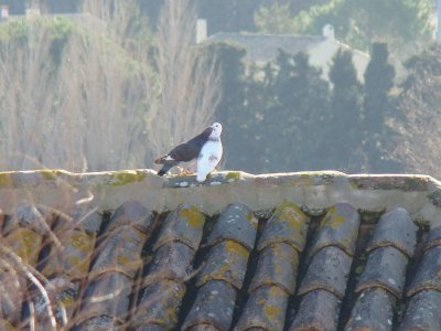 Sauveterre, Gard, France