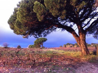 Lirac, Gard, France