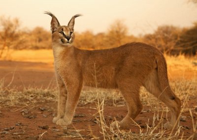 Caracal