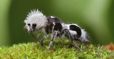 Formica panda