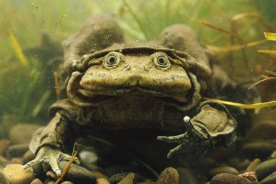 Rana del lago Titicaca