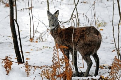 Cervo muschiato siberiano