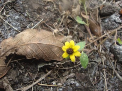 Flor amarilla