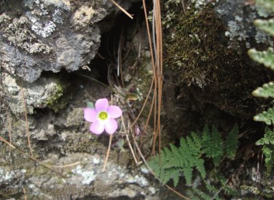 Flor del bosque