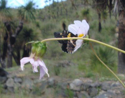 Mariposa en flor