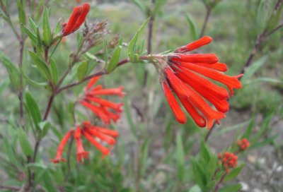 Flor tubo