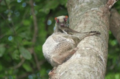 Colugo della Sonda