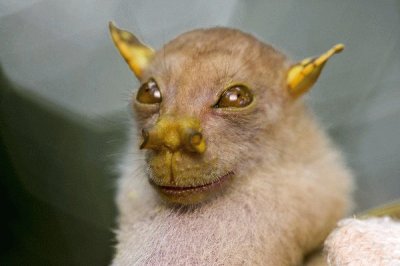 Pipistrello yoda