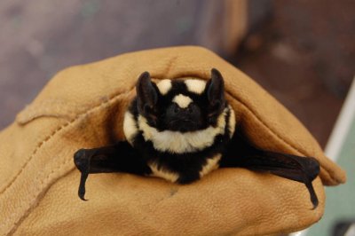 Pipistrello panda