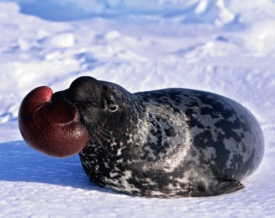 Foca dal cappuccio