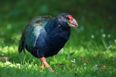 Takahe